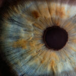 Οι άνθρωποι βλέπουμε με τα μάτια ενός… σκουληκιού που ζούσε πριν 600 εκατομμύρια έτη