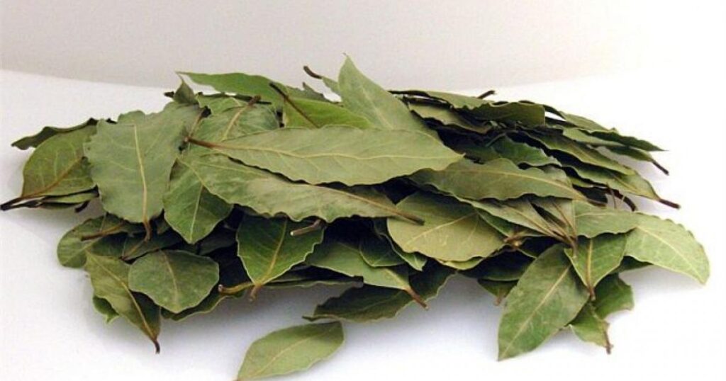 Δάφνη κάτω από το χαλί: Τι προσφέρει στο σπίτι σας