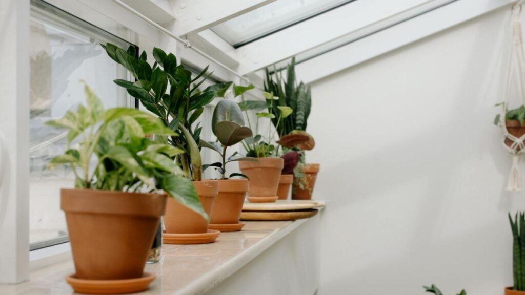 Το μπαχαρικό που έχετε στην κουζίνα και μπορεί να απογειώσει τα φυτά σας – Αρκεί μία κουταλιά