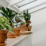 Το μπαχαρικό που έχετε στην κουζίνα και μπορεί να απογειώσει τα φυτά σας – Αρκεί μία κουταλιά