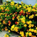 Φύτεψε αυτά τα τρία φυτά που λατρεύουν τον ήλιο και απολαύστε για πάντα