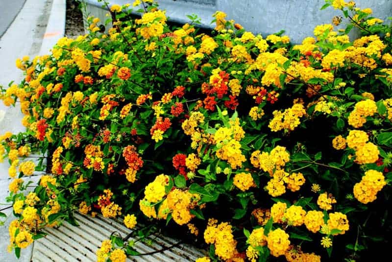 Φύτεψε αυτά τα τρία φυτά που λατρεύουν τον ήλιο και απολαύστε για πάντα