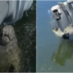 Βίντεο με μανάτος που έκανε «στάση για νερό» έγινε viral