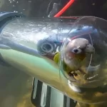 Παπαγάλος κάνει κατάδυση με υποβρύχιο – Viral το βίντεο