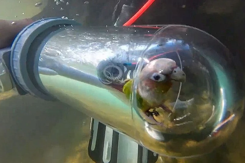 Παπαγάλος κάνει κατάδυση με υποβρύχιο – Viral το βίντεο