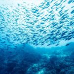 «Βράζουν» οι ωκεανοί – Θερμοκρασίες ρεκόρ καταγράφει το Copernicus