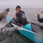 Βίντεο: Θαλάσσιο λιοντάρι πήδηξε πάνω σε κανό εν μέσω αγώνα
