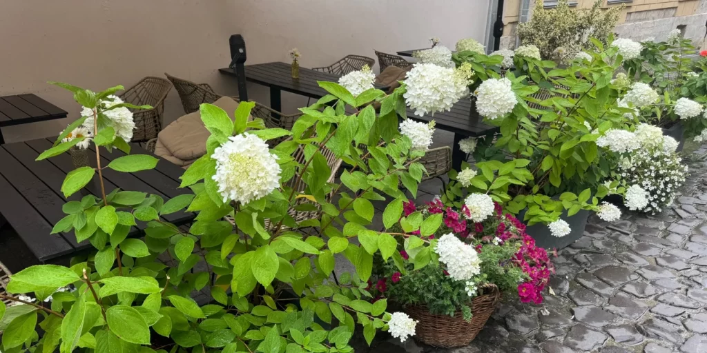 Πέντε φυτά για την αυλή που δεν θέλουν σχεδόν καμία φροντίδα Πέντε φυτά για την αυλή που δεν θέλουν σχεδόν καμία φροντίδα