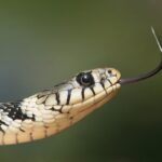 Σε δάγκωσε φίδι; Δες τι πρέπει να κάνεις