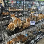 Βιετνάμ: Αστυνομική επιχείρηση έσωσε εκατοντάδες γάτες που πήγαιναν για σφαγή