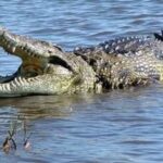 Σοκ: Πέταξαν 3χρονο σε κλουβί με κροκοδείλους στη Βρετανία
