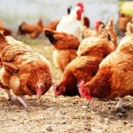 Γαλλία: Χιλιάδες πουλερικά πέθαναν από τον καύσωνα