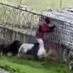 Η στιγμή που αγέλη άγριων σκύλων επιτίθεται σε αγόρι στην Βραζιλία